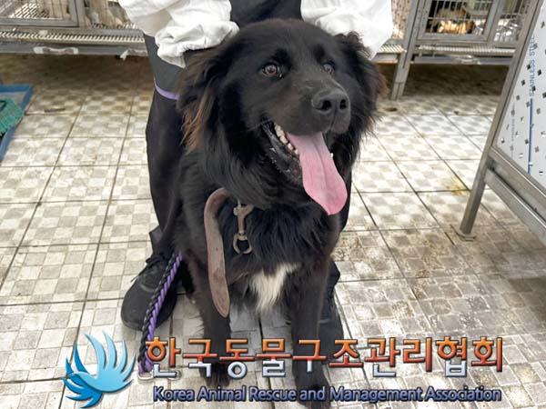 한국동물구조관리협회_411322202400244